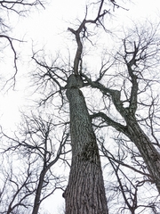 Juglans