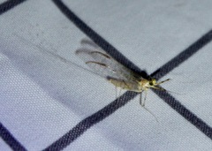 Stenacron interpunctatum