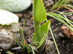 Disperis stenoplectron