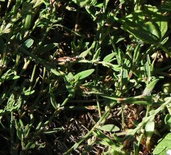 Polygonum aviculare