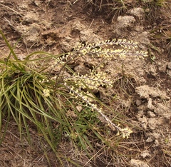 Struthiola fasciata