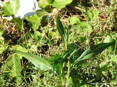Silene vulgaris