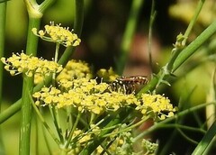 Polistes gallicus
