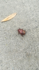 Aulacopalpus castaneus