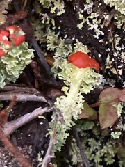 Cladonia bellidiflora