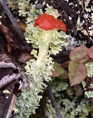 Cladonia bellidiflora