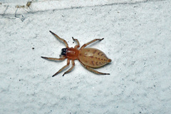 Clubiona robusta