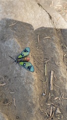 Chrysocale principalis