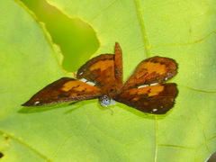 Parvospila cilissa