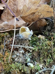 Calostoma