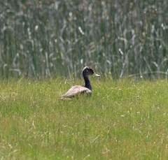 Anas georgica spinicauda