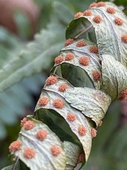 Polypodium