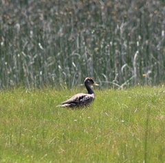 Anas georgica spinicauda