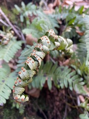 Polypodium