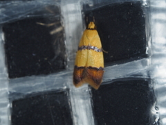 Heteroteucha translatella