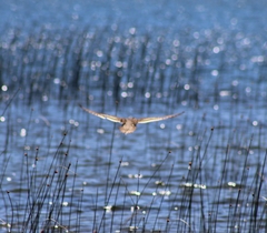 Anas georgica spinicauda