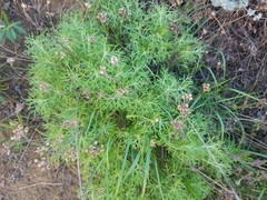 Eriophyllum confertiflorum