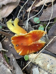 Hygrocybe laetissima