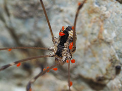 Leuronychus pacificus