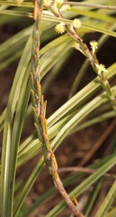 Struthiola fasciata