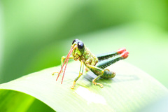 Agesander ruficornis