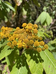 Verbesina oncophora
