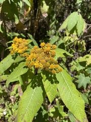 Verbesina oncophora