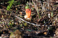 Colus hirudinosus