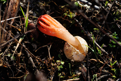 Colus hirudinosus