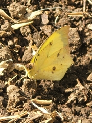 Abaeis salome jamapa