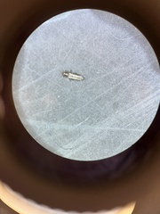 Thripinae