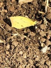 Abaeis salome jamapa