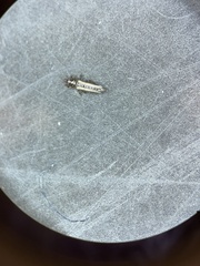 Thripinae