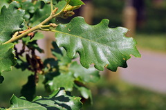 Quercus pubescens subpyrenaica