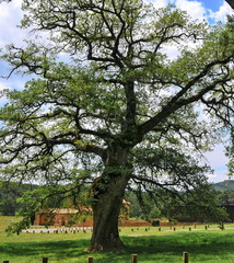Quercus pubescens subpyrenaica