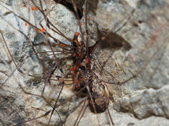 Leuronychus pacificus