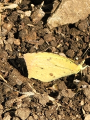 Abaeis salome jamapa