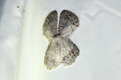 Pingasa cinerea
