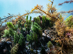 Caulerpa flexilis