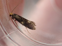 Monopis weaverella