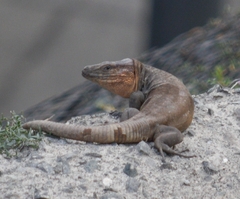 Gallotia stehlini