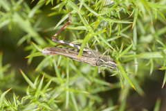 Chorthippus binotatus