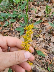 Solidago virgata