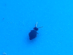 Sminthurinus atrapallidus