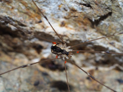 Leuronychus pacificus