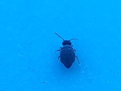 Sminthurinus atrapallidus