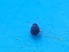 Sminthurinus atrapallidus