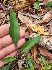 Solidago virgata