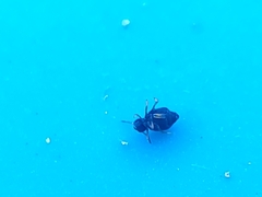 Sminthurinus atrapallidus