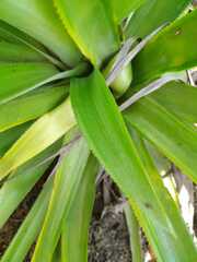 Bromelioideae